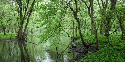 Floodplain Rain 