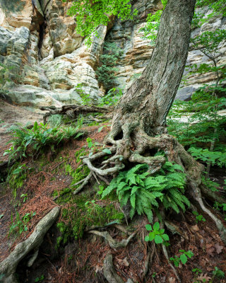 Owl Canyon Ferns 