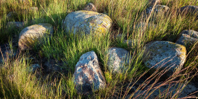 Field Boulders 