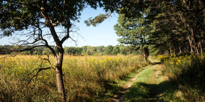 Oak Savanna