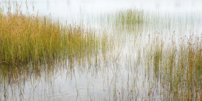 Grass and Rush in a Dune Pool 