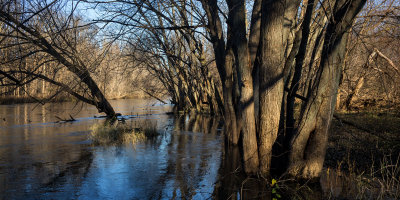 Watery Wood 