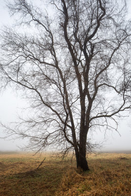 Tree and Fog 