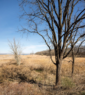 South Wetland at Hennepin Lake 