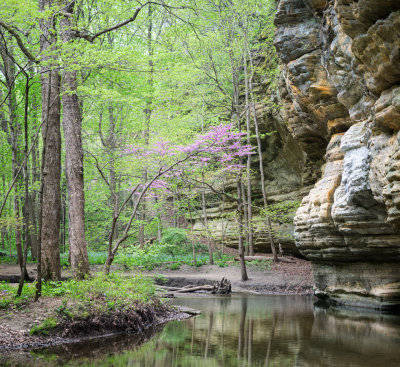 Redbud