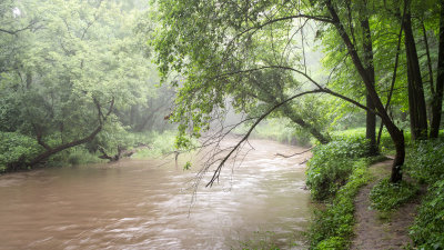 Rain-swollen Franklin Creek 
