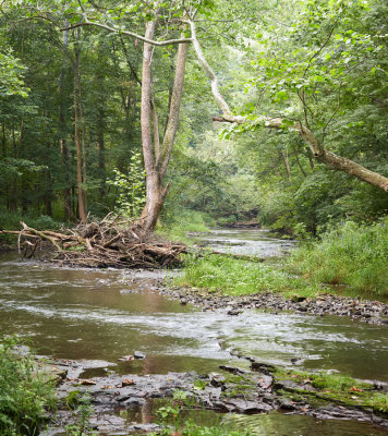 Sycamores along Tomahawk Creek 