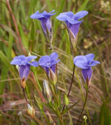 Fringed Gentian 