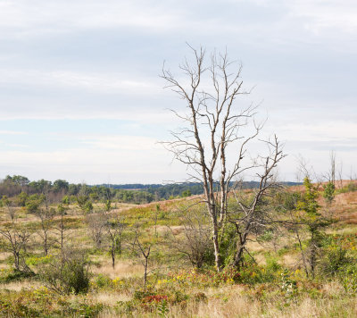 Dead Locust Trees