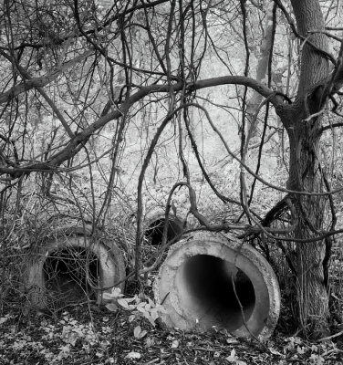 Vines and Pipes 