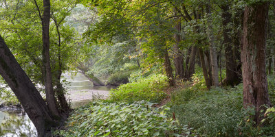 Floodplain Woods 