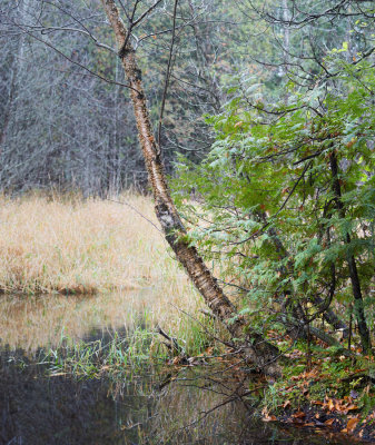 Birch and Cedar at Horton Creek 