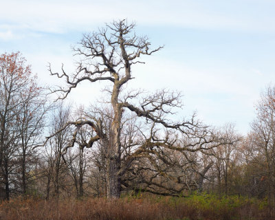 Ancient Oak 