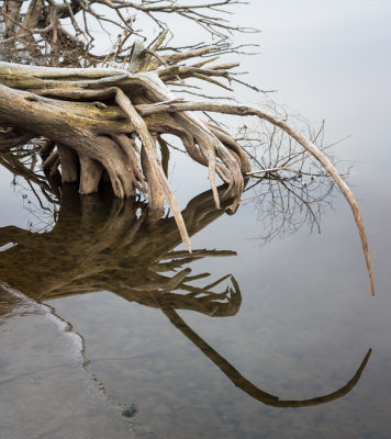 Reflected Roots 