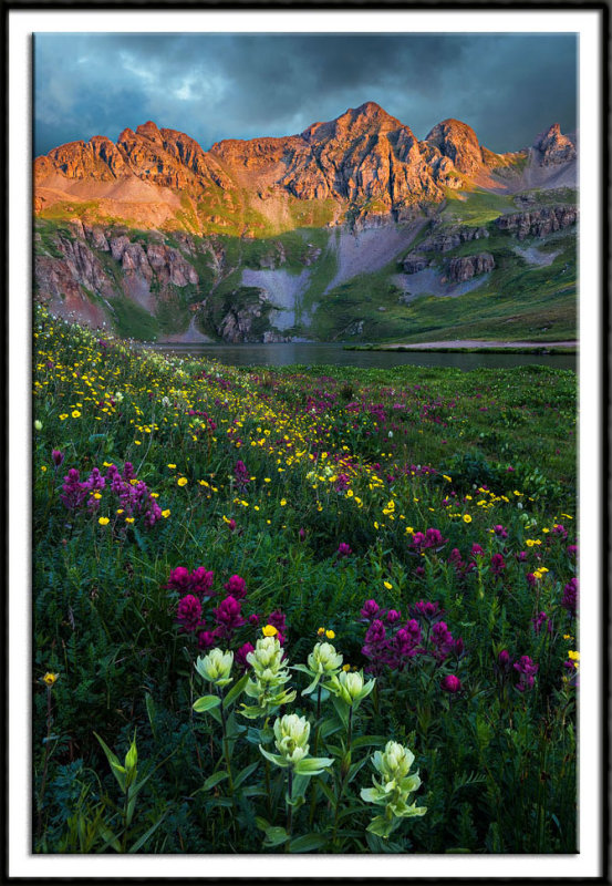 Wildflowers in Clear Lake Basin