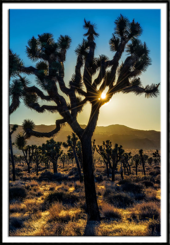 Joshua Tree Sunburst