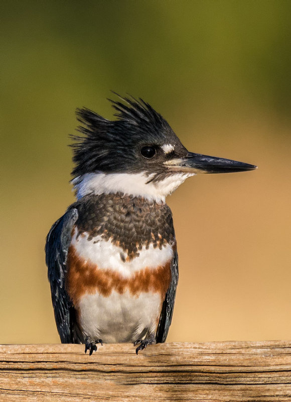 Belted Kingfisher (female)