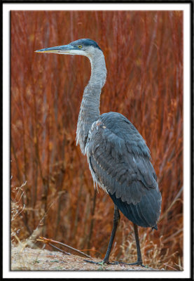 Blue Heron and Willows