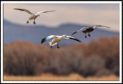 Snow Geese and Blue Goose Landing