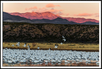 Snow Geese and First Light on the Chupadera Mountains