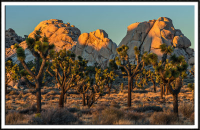Golden Light on the Joshua Trees