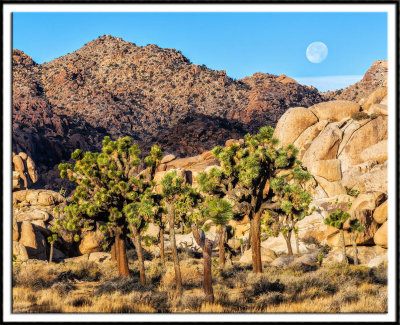 Setting Moon Over Joshua Tree
