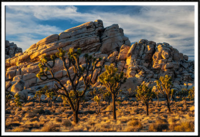 Joshua Trees and Jumbled Rocks