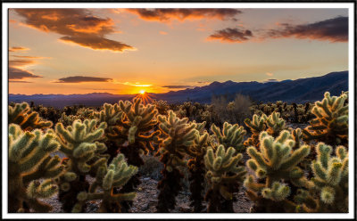 The Cholla Garden
