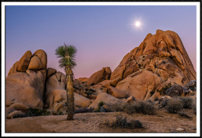 Moon Over Joshua Tree