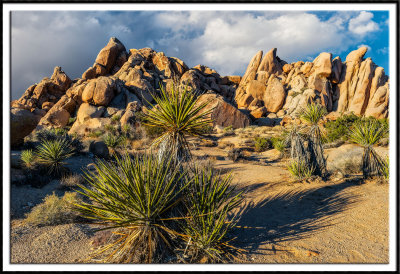 Yucca and Rock Formations