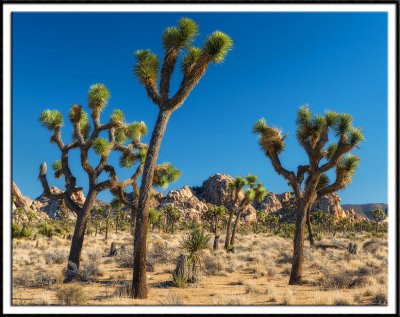 Joshua Tree Forest