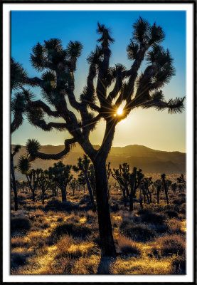 Joshua Tree National Park