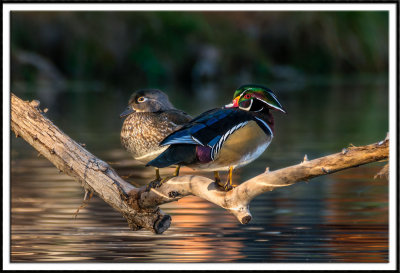 Perched Wood Duck Pair