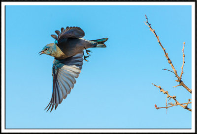 Mountain Bluebird (female) in Flight