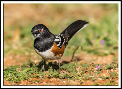 Spotted Towhee Foraging For Food