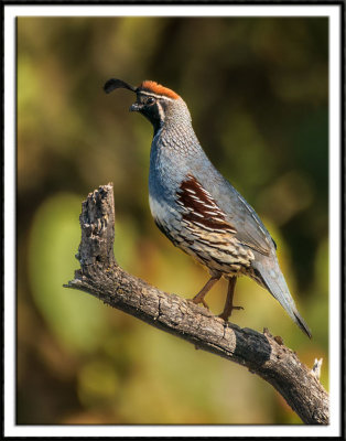 Gambels Quail (male)