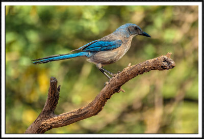 Scrub Jay