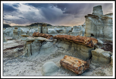 Petrified Logs