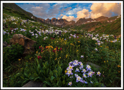 Summer Wildflowers of Colorado's San Juan Mountains