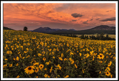 Sunflowers at Sunset