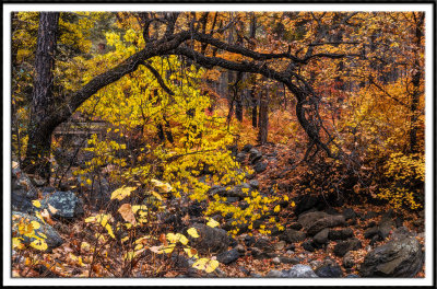 Autumn Splendor