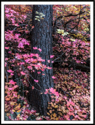 Ponderosa Tree Trunk in its Autumn Blanket