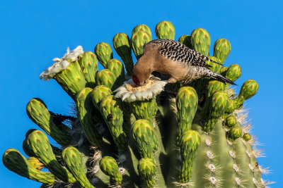 Gorging Gila Woodpecker