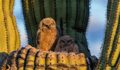 Great Horned Owl's Nest