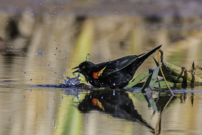 Red Winged Blackbird Bathing