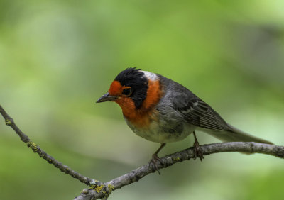 Red Faced Warbler