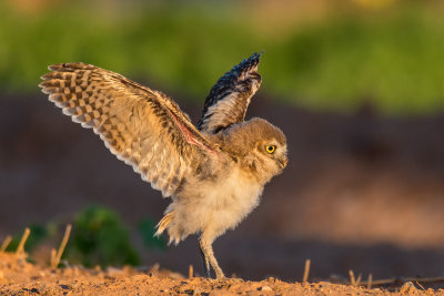 Burrowing Owl Chick