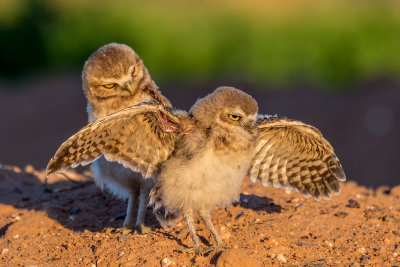 Burrowing Owl Chicks