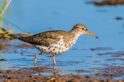 Spotted Sandpiper