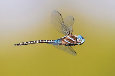 Dragon Fly